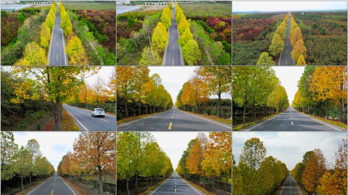 公路秋景 金色梧桐道路 旅途风景