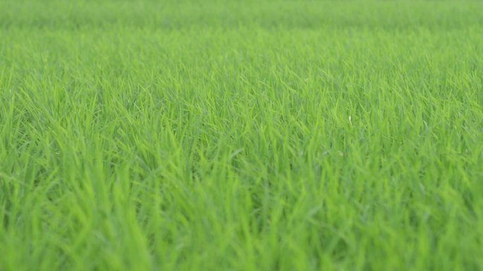 禾苗 秧苗 水稻 稻田