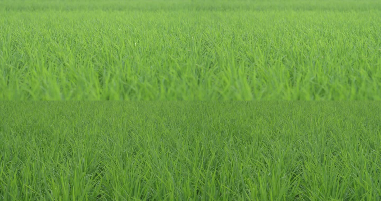 禾苗 秧苗 水稻 稻田
