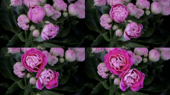 粉红色多肉植物长寿花开花延时摄影