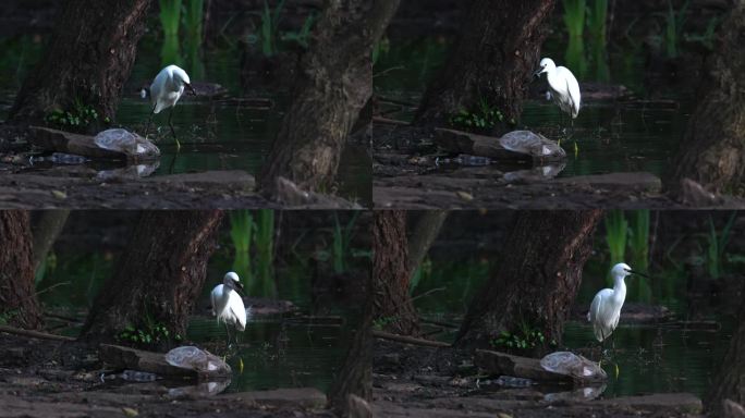 鸟类特写镜头