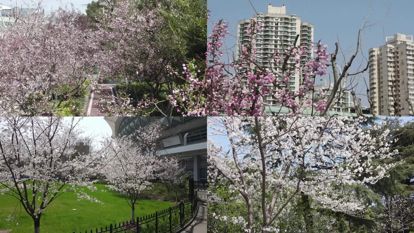都市公园樱花旅游节宣传片