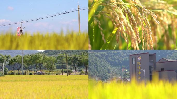 乡村 稻田 丰收 共同富裕 乡村旅游