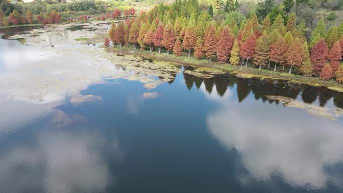 水库秋色水杉林