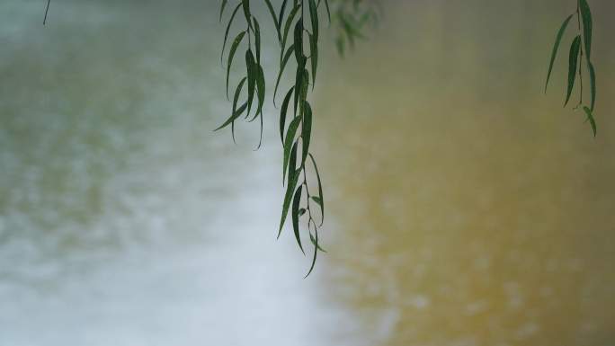 小雨