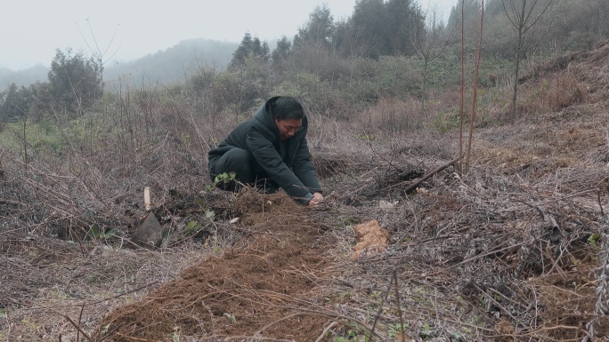乡村振兴农业种植视频手指挖土手工挖采天麻