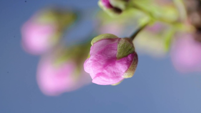 粉色樱花开花延时摄影