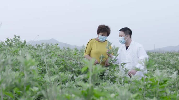 中医中药艾草艾叶种植基地药用植物艾草