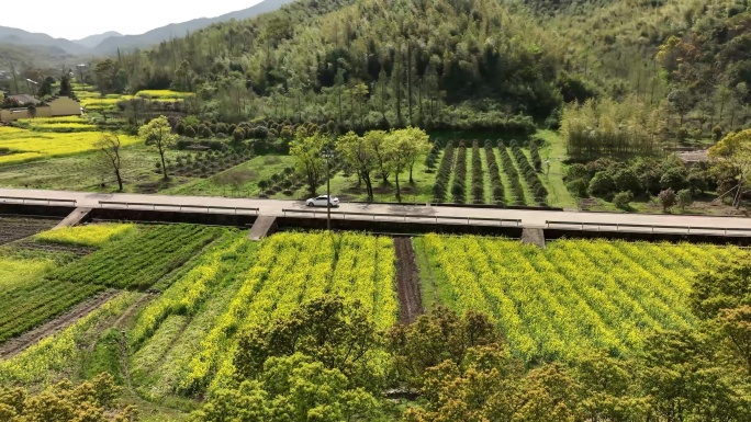 振兴乡村 油菜花 乡村旅游 美丽乡村