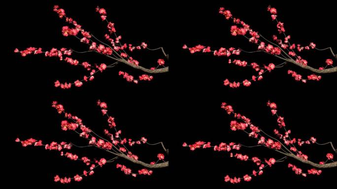 梅花树枝开花-带透明通道