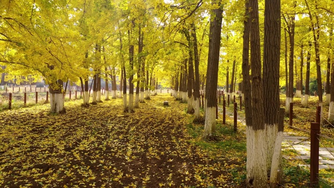 秋季银杏树林风景航拍