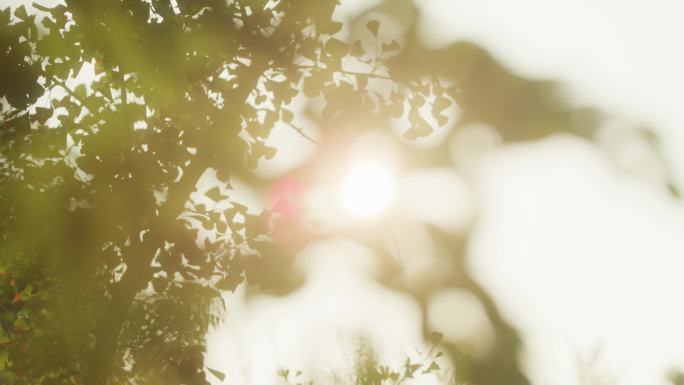 仰拍阳光树技树荫树叶阳光透过树叶空镜头