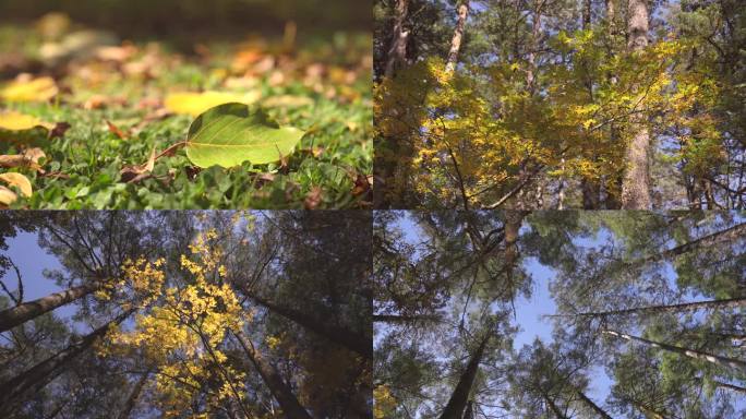 秋天丛林中变黄的树叶合集