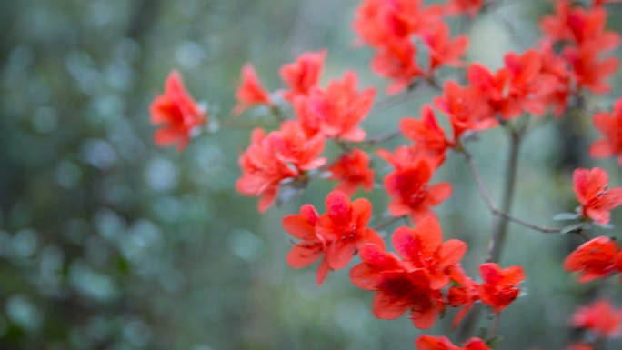 杜鹃花随风摇曳空镜头寓意美好鲜花特写