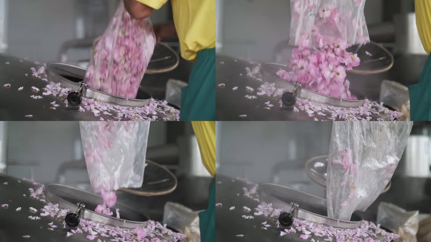 在蒸馏容器中注入粉红玫瑰，精油生产