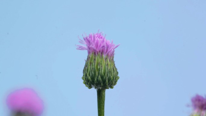 野草野花泥胡菜开花延时摄影