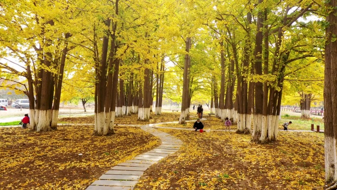 航拍秋季银杏树林风景