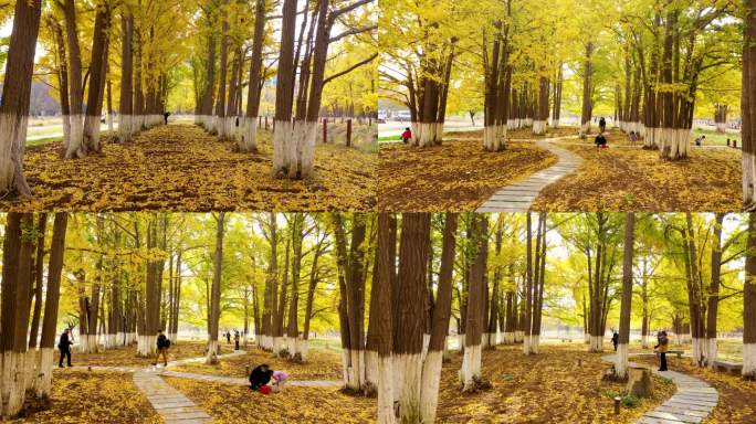 航拍秋季银杏树林风景