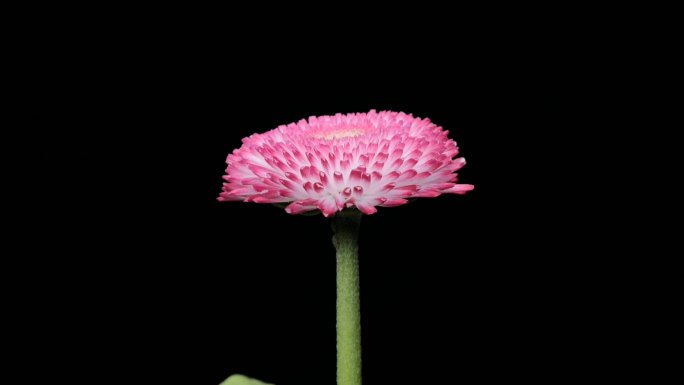 粉红色小雏菊开花延时摄影