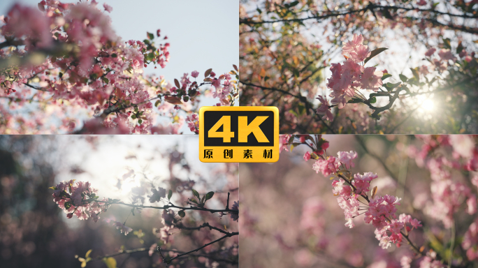 4K-海棠花开，海棠花实拍，唯美海棠
