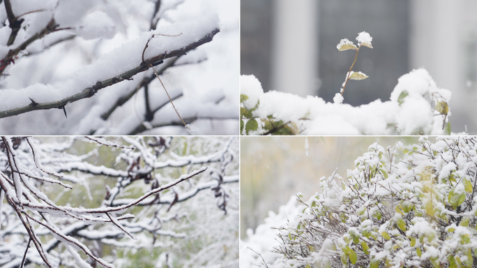 下雪大雪纷飞冬天雪景植物雪花飘飘
