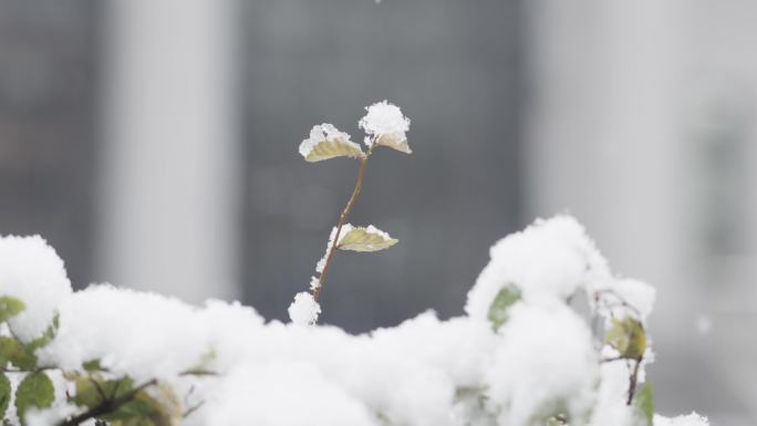 下雪大雪纷飞冬天雪景植物雪花飘飘
