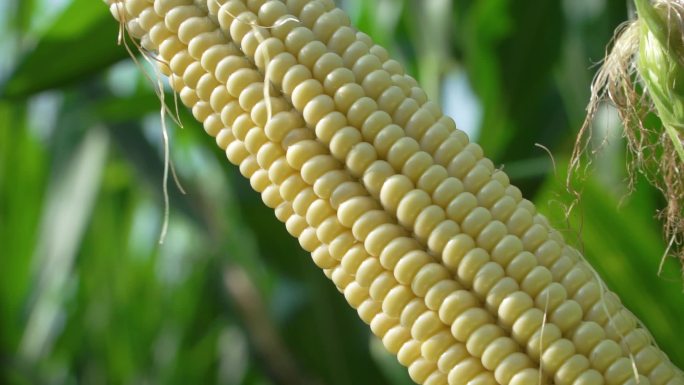 农业丰收玉米苞米谷地玉米特写视频素材