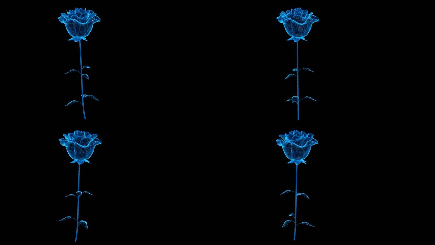 蓝色科技线条玫瑰花开透明通道素材