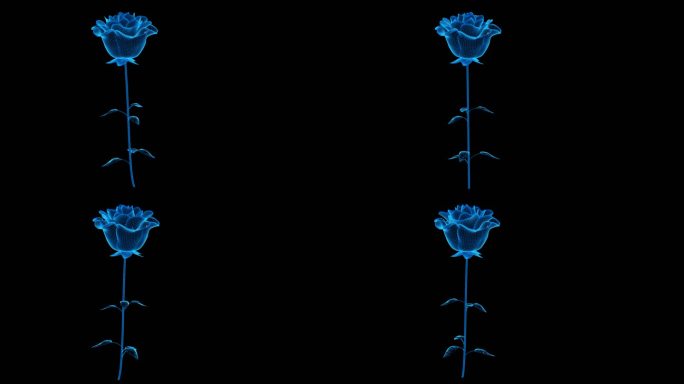 蓝色科技线条玫瑰花开透明通道素材