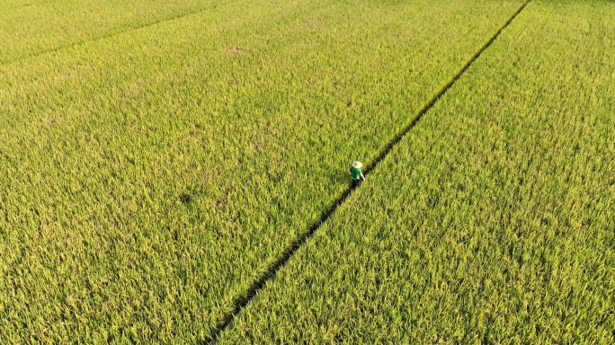 航拍水稻稻田