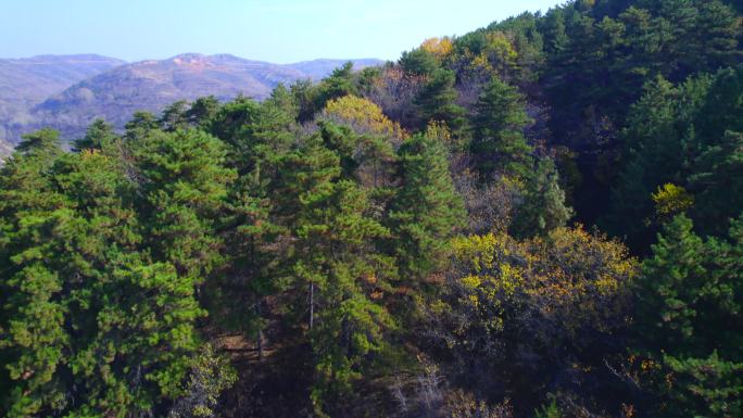 山野大片树林航拍