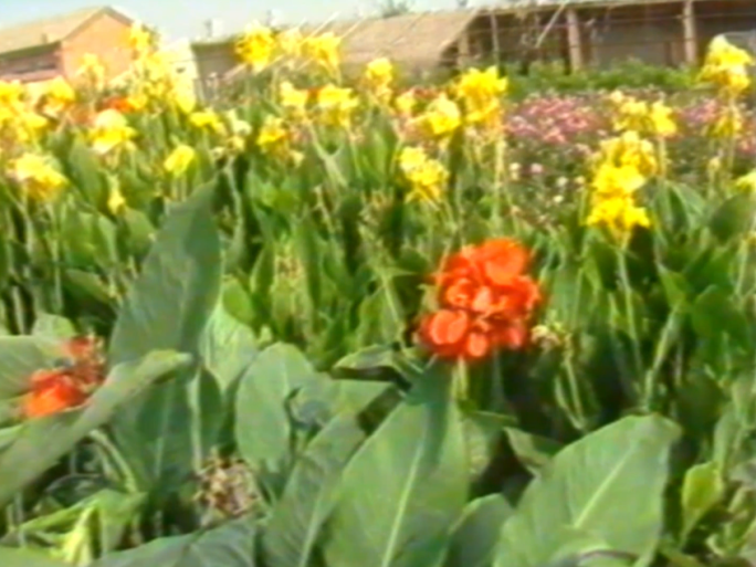 八九十年代花卉植物种植园盆景盆栽