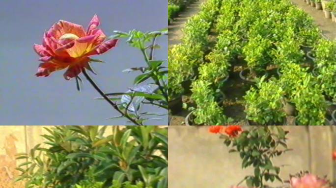 八九十年代花卉植物种植园盆景盆栽