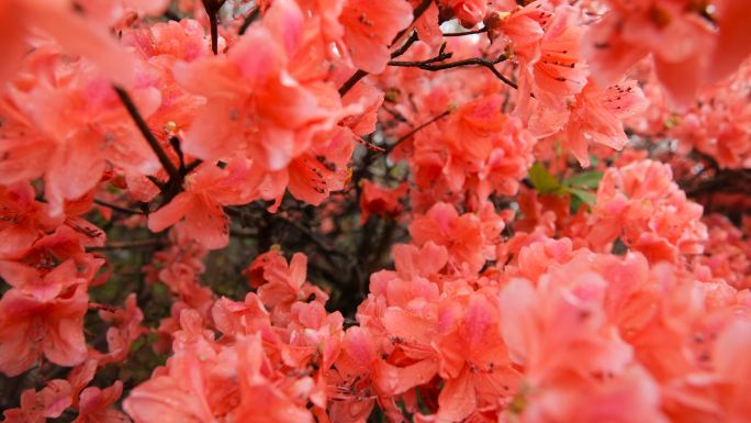 山上盛开的杜鹃花花朵花瓣开放绽放开花春暖