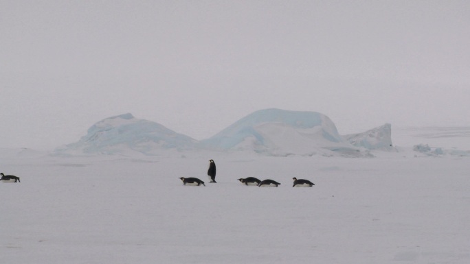 南极企鹅大篷车冰川迁移迁徙