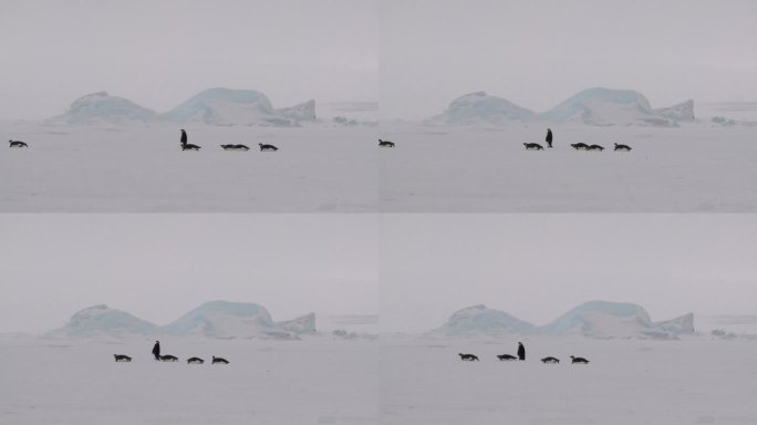 南极企鹅大篷车冰川迁移迁徙