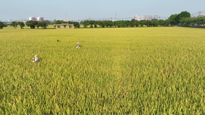2022航拍水稻稻田