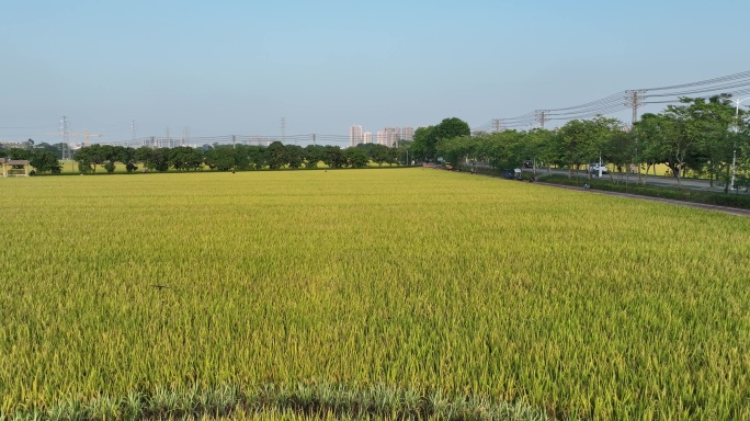 2022航拍水稻稻田