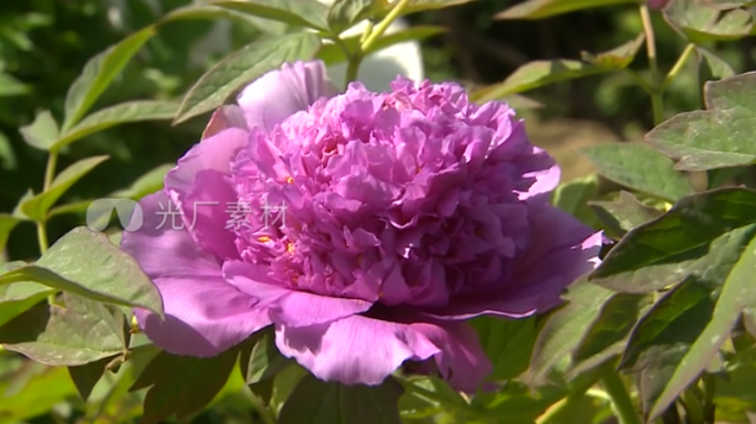 牡丹四大名品 魏紫