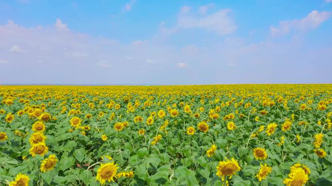 农业丰收航拍向日葵素材视频