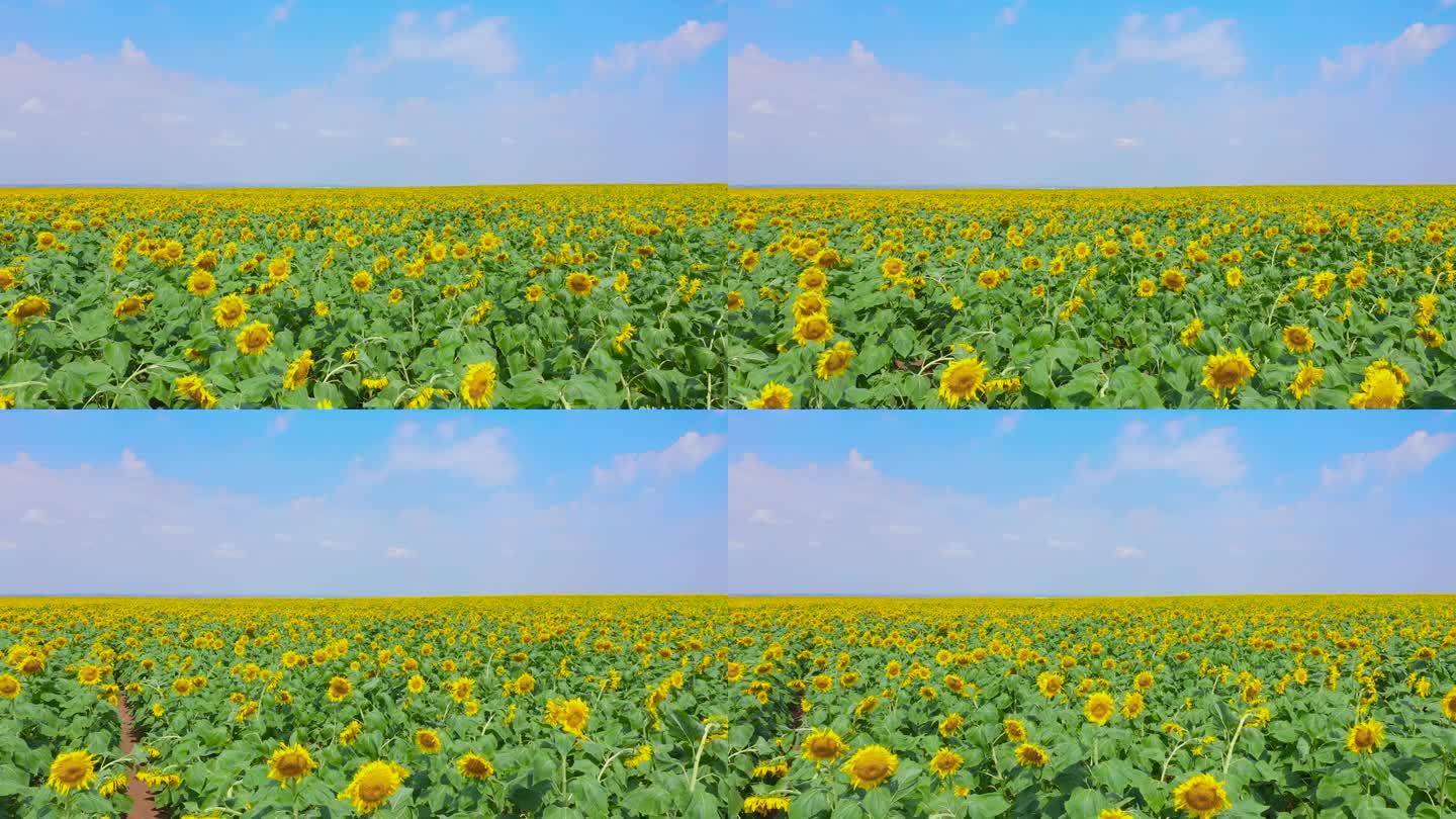 农业丰收航拍向日葵素材视频