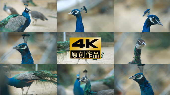 4K蓝孔雀动物园大自然宣传片视频素材唯美