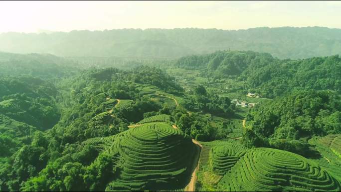 四川雅安名山县大地指纹茶园航拍素材