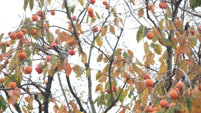 深秋初冬扬州瘦西湖在柿子树上觅食
