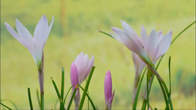 风雨兰韭兰葱兰开花延时摄影