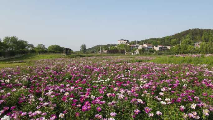 花海乐园芍药花航拍4k