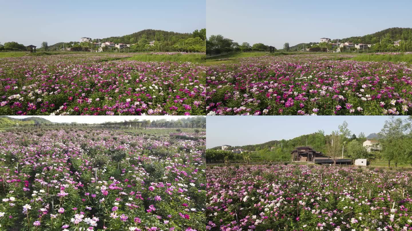 花海乐园芍药花航拍4k