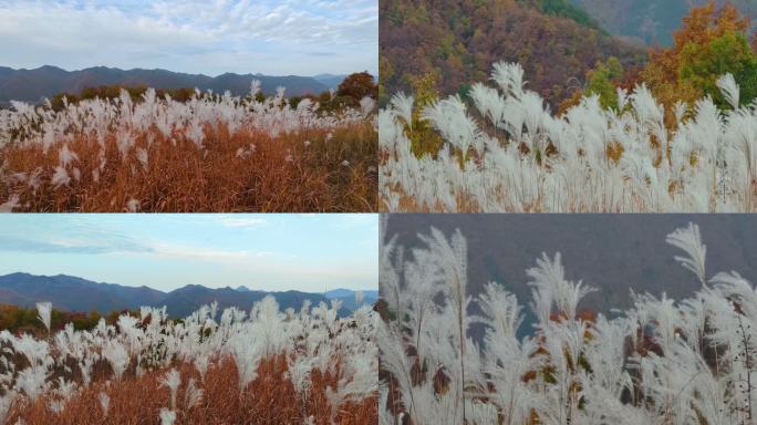 风吹芦苇空镜特写3