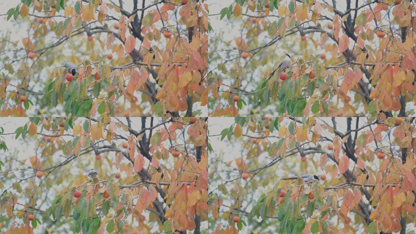 深秋初冬扬州瘦西湖在柿子树上觅食