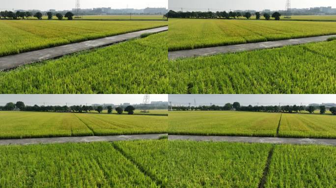 2022航拍水稻稻田